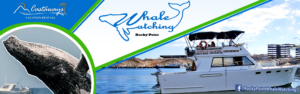 Whale Watching on Rocky Point Sonoran Spa Reservations